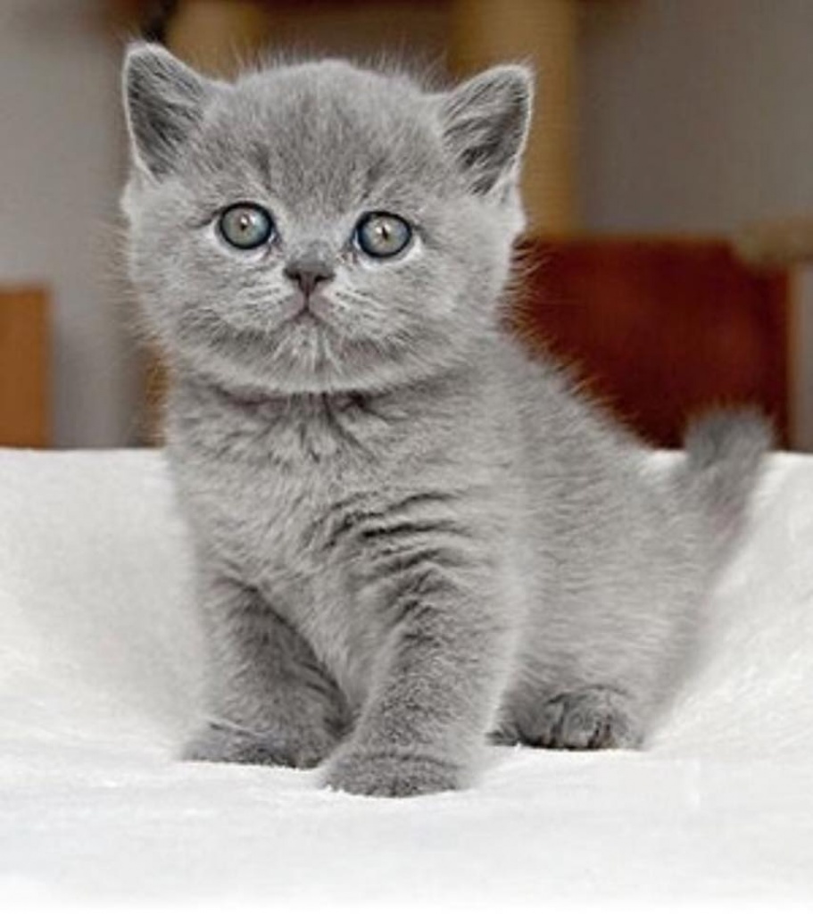 Katzen Rassekatzen British Kurzhaar Tieranzeigen Seite 3 Katzen Rassekatzen British Kurzhaar Tieranzeigen Seite 3