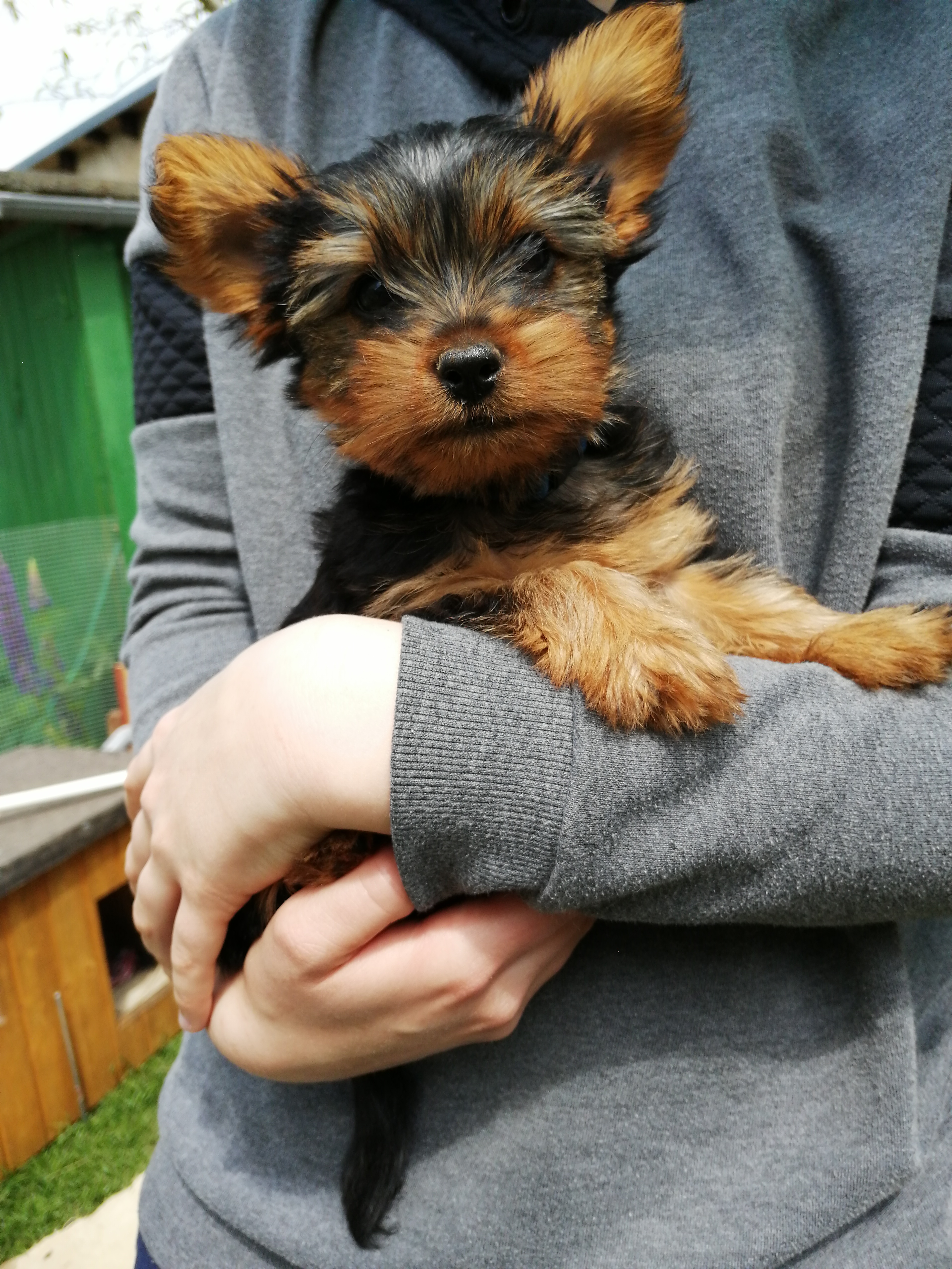 Yorkshire Terrier suchen bald neues Zuhause Yorkshire