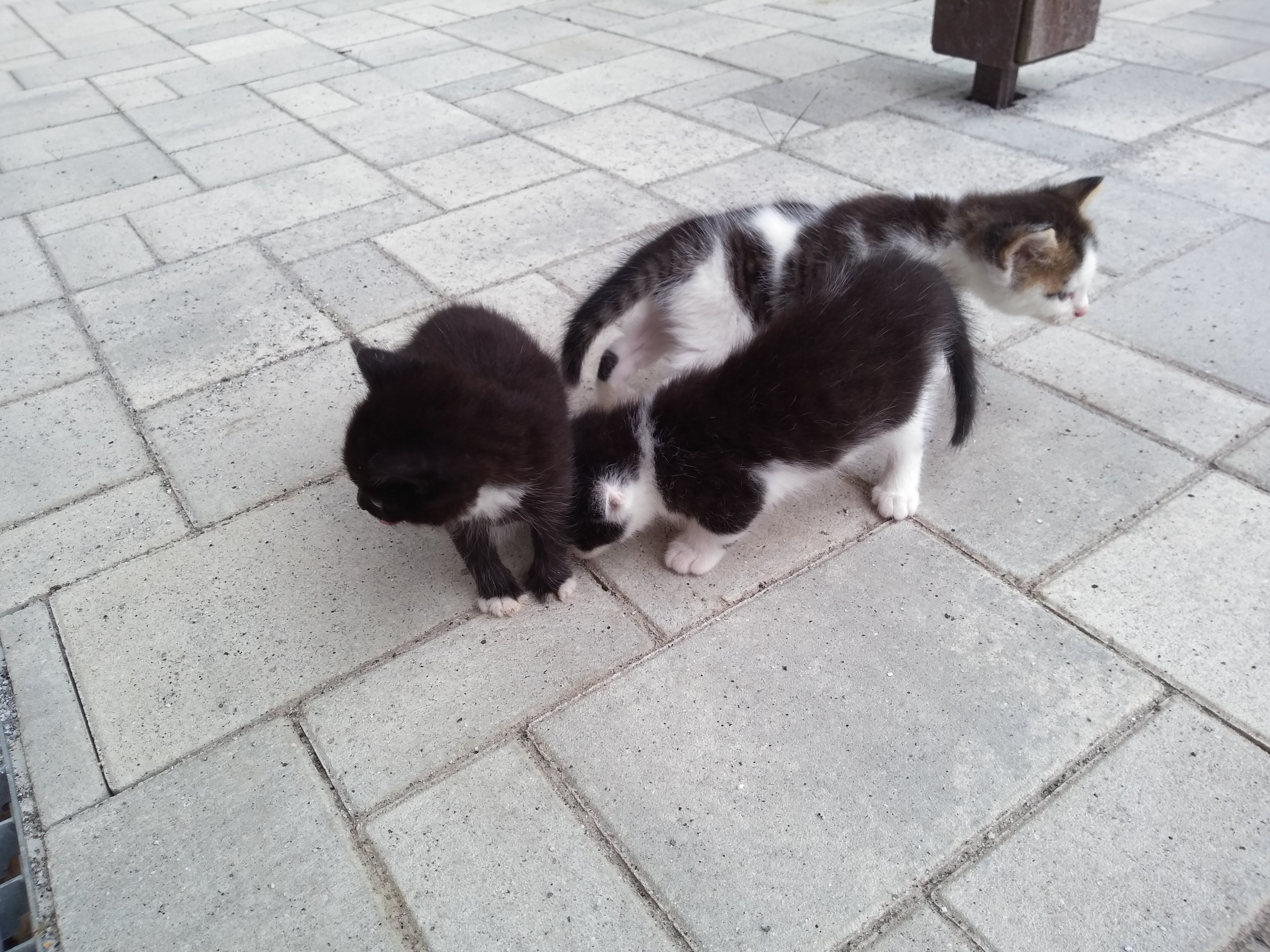 Katzenkinder zu verschenken Hauskatzen
