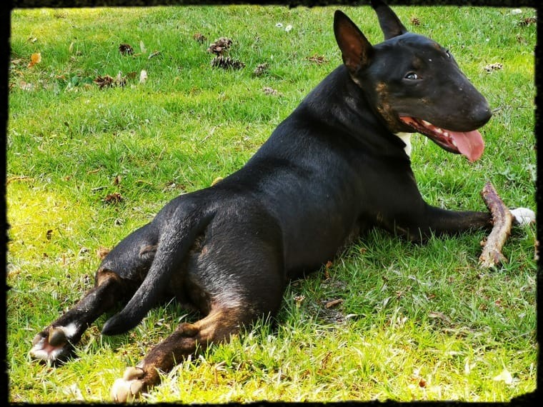 Miniatur Bullterrier Welpe Geb 3 3 Mit Papieren Rude In