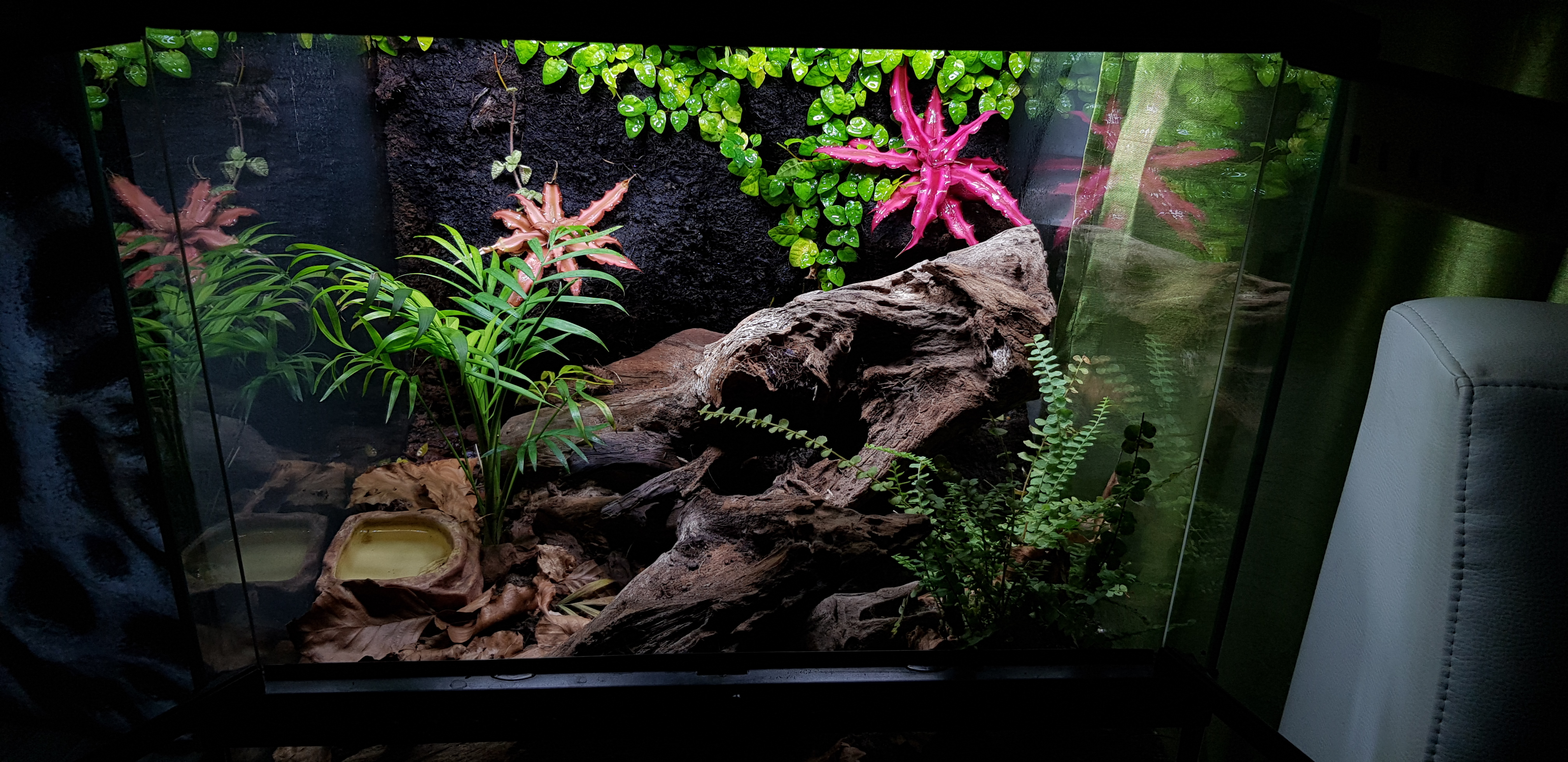 Terrarium von Exo Terra mit einer 0.1 Brachypelma smithi / hamorii