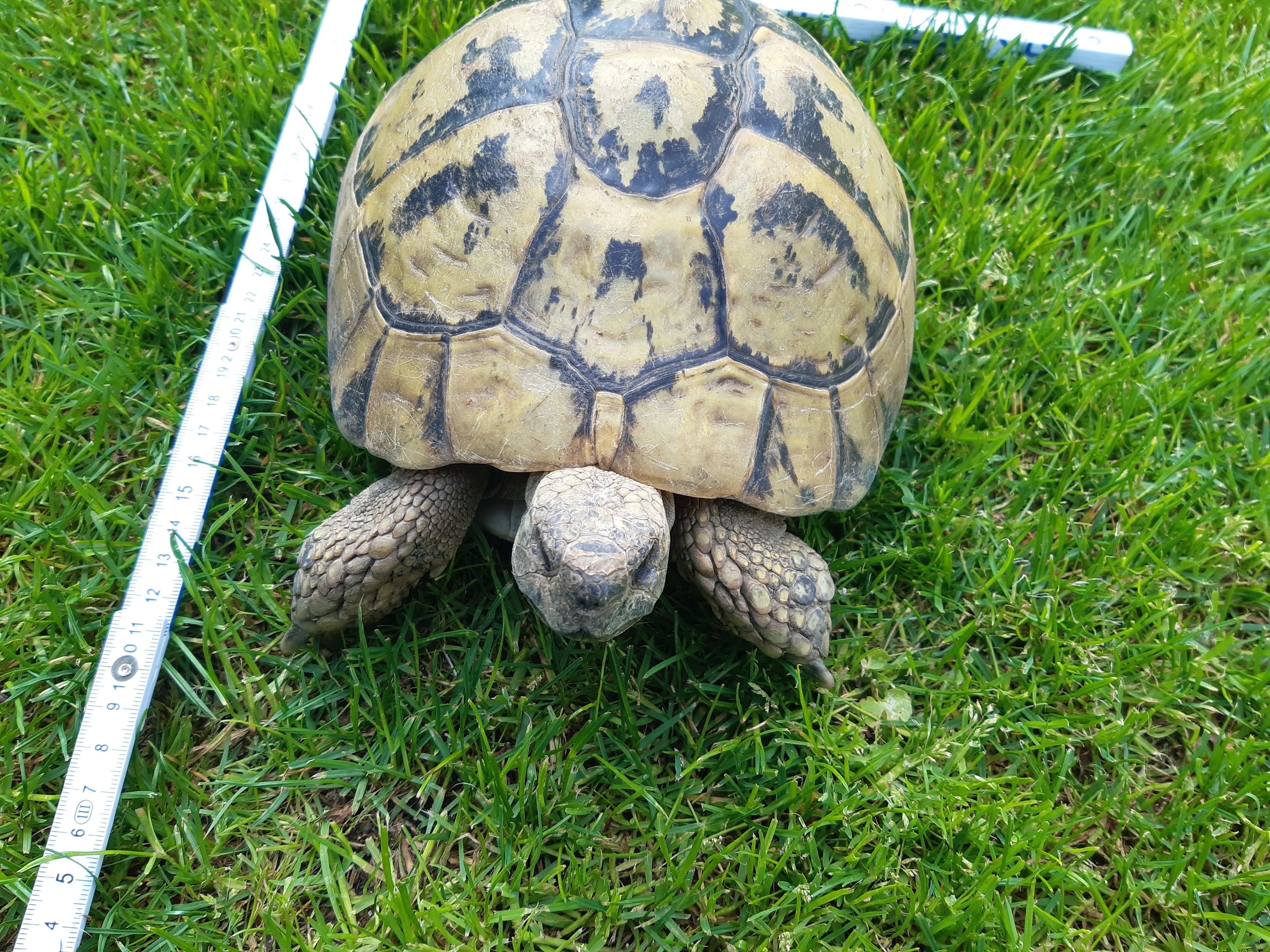 Griechische Landschildkröten, Testudo hermanni - Schildkröten