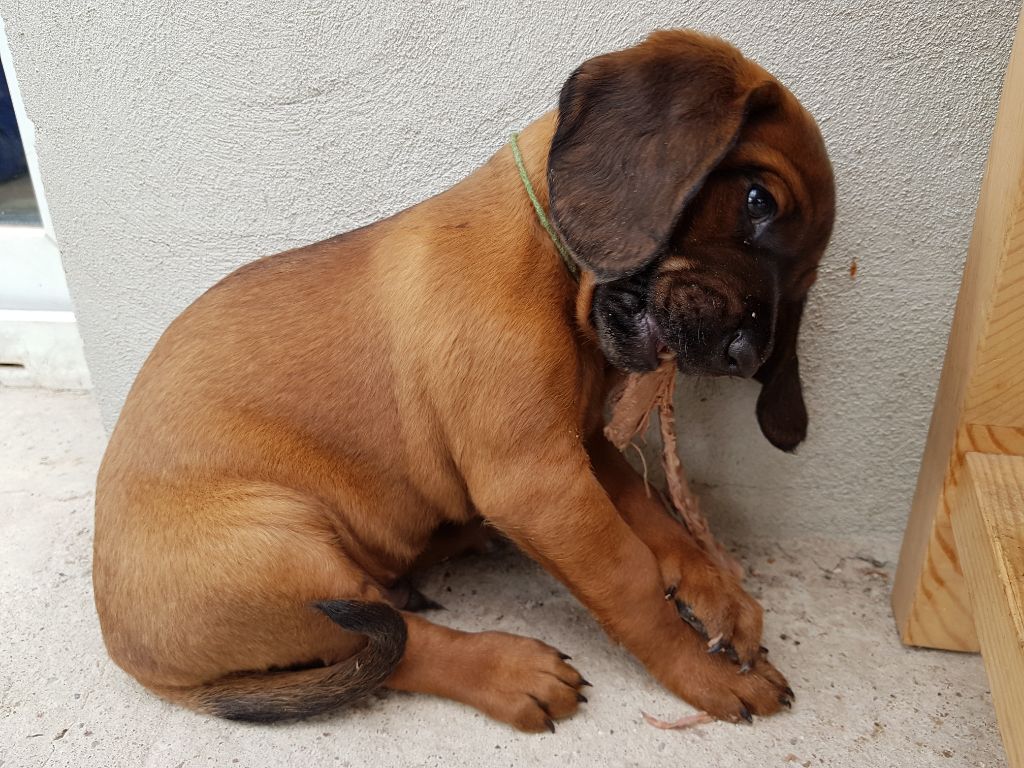 Bayerischer Gebirgsschweißhund Welpen abzugeben - Bayerischer