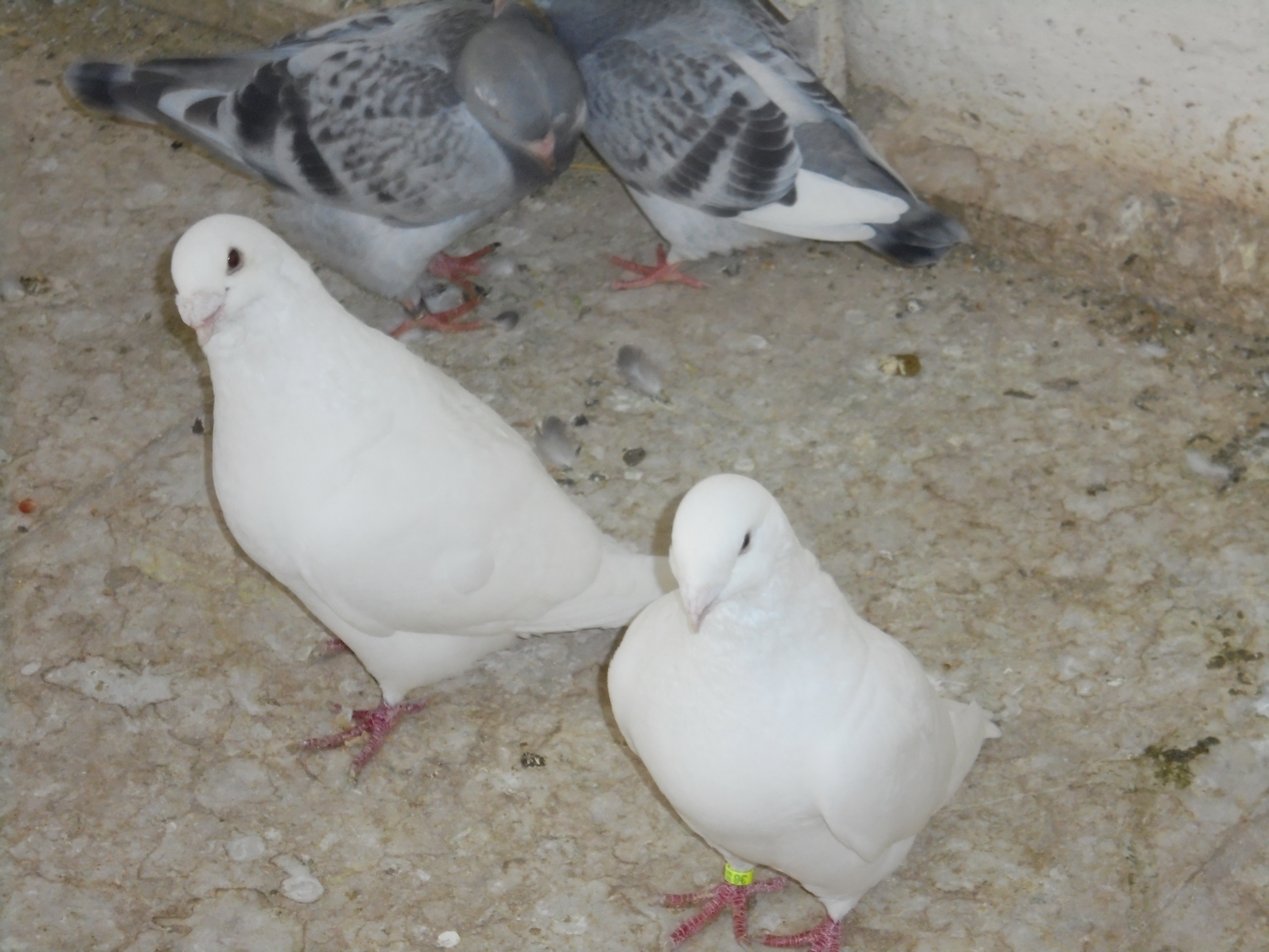 Tieranzeigen Reinweißes Kleinanzeigen