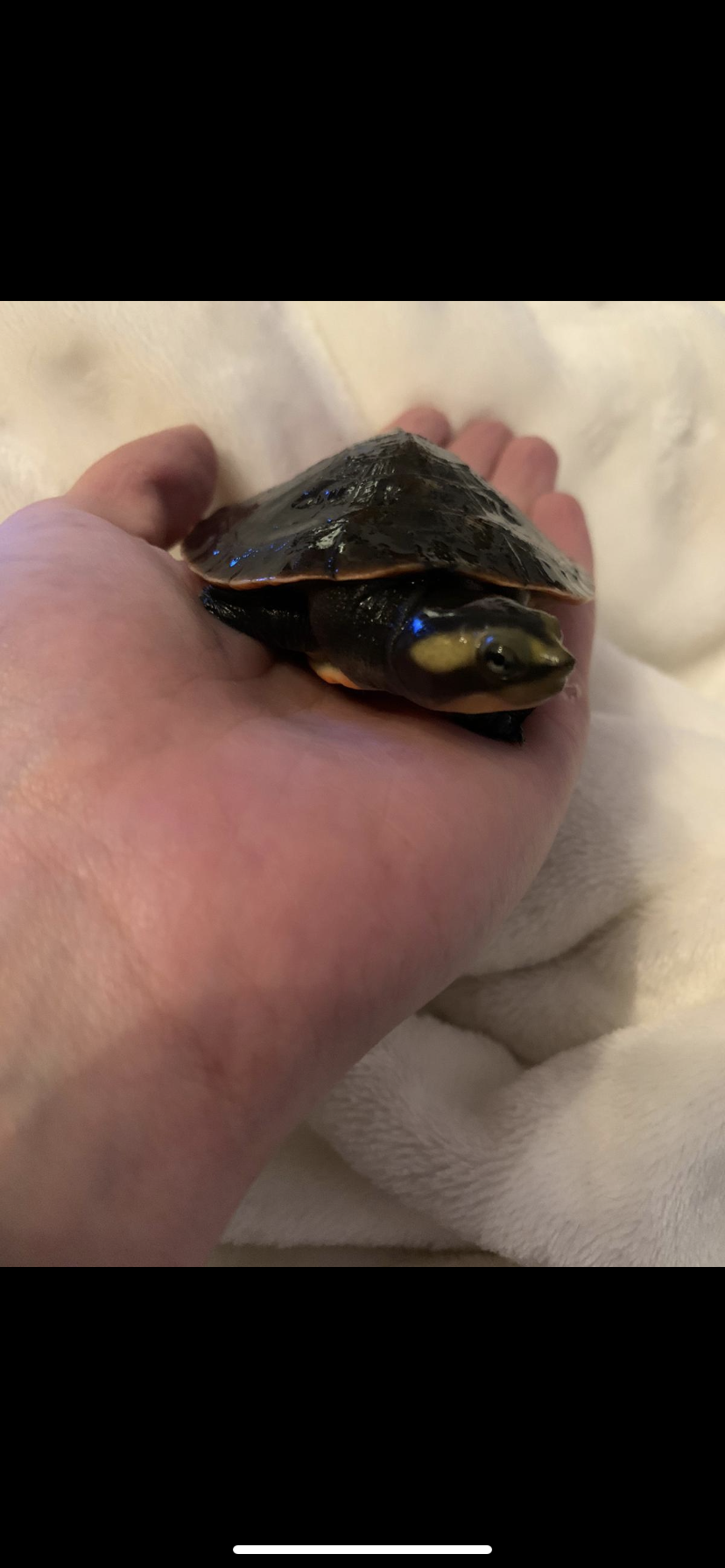Tieranzeigen Wasserschildkrote Kleinanzeigen