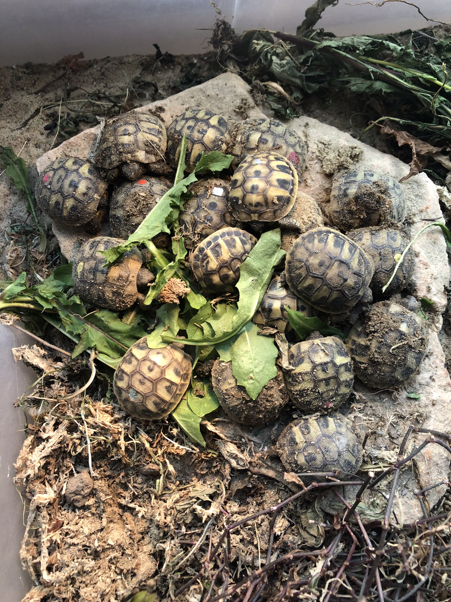 Griechische Landschildkröten Schildkröten