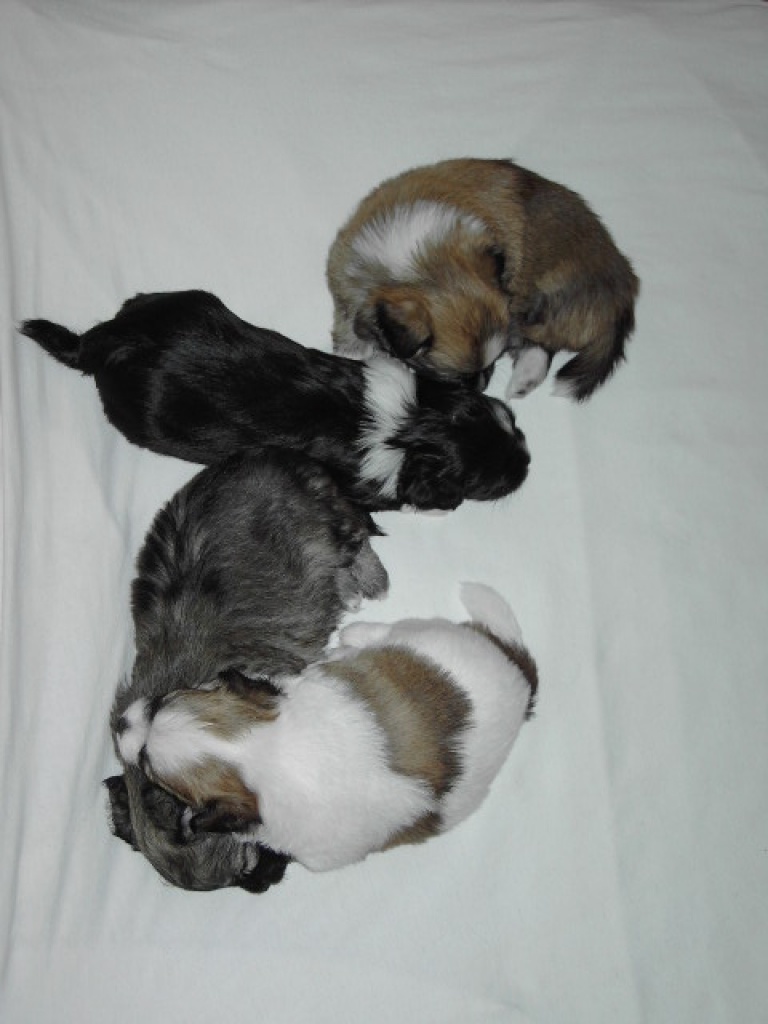 Hunde kennenlernen