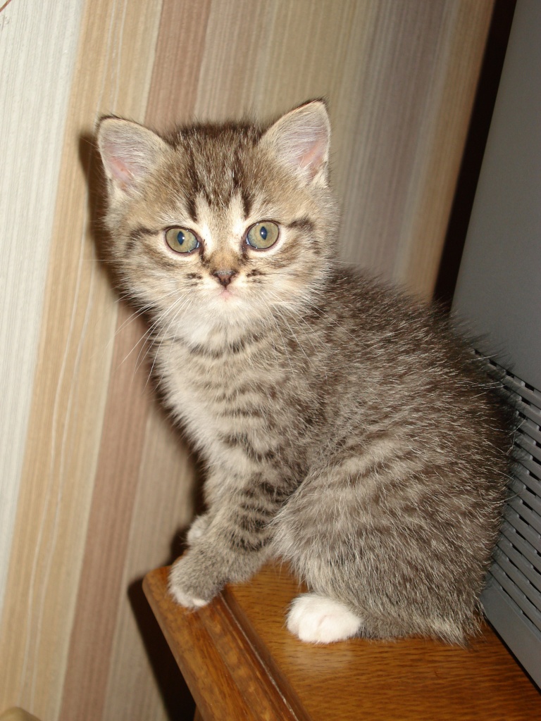 Kennenlernen katzen
