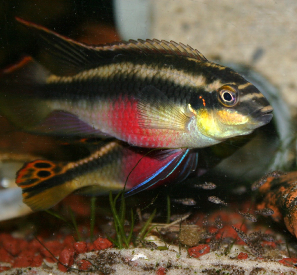 Fische - Barsche Tieranzeigen Seite 14