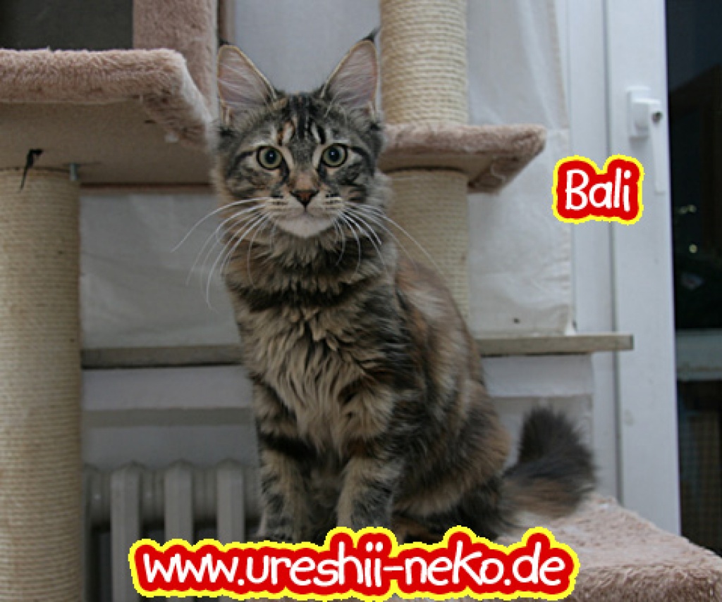 Katzen Rassekatzen Maine Coon Tieranzeigen Seite 29
