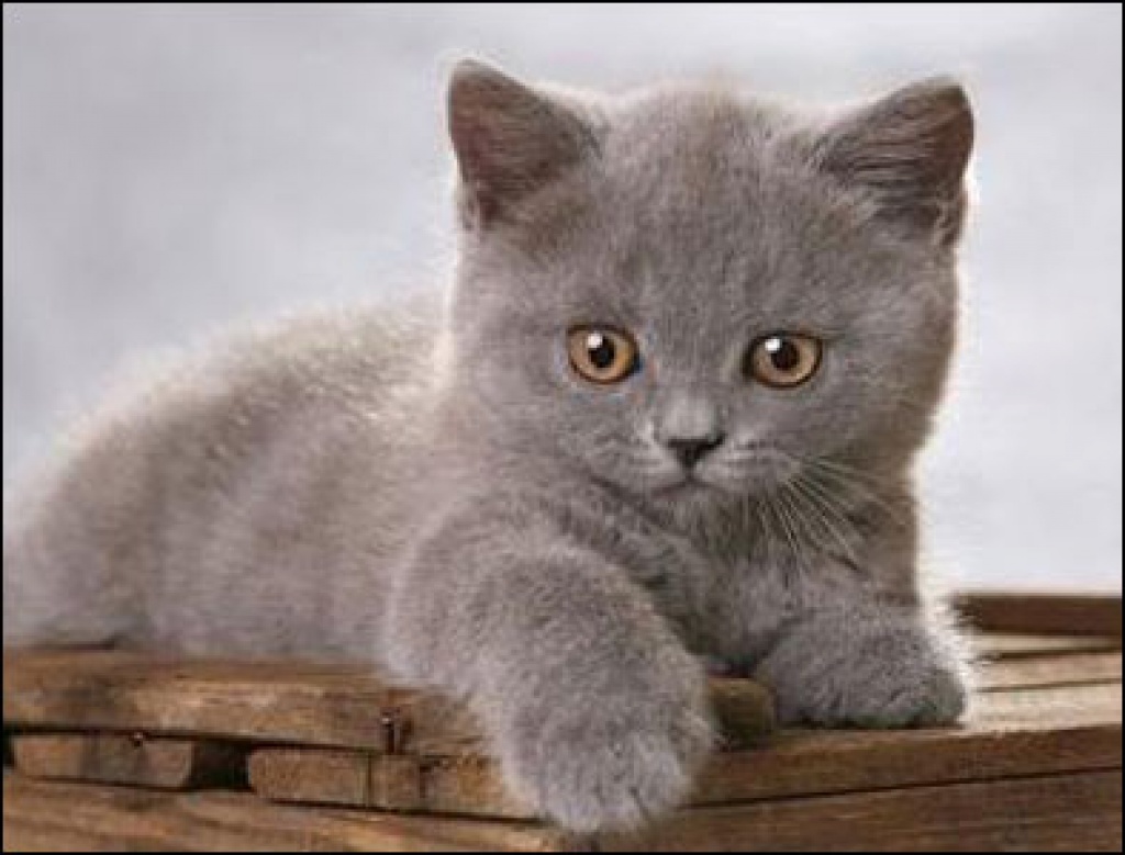 Suche Brittisch Kurzhaar Kätzchen in rot oder blau - British Kurzhaar