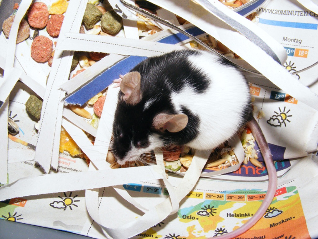 schwarz-weiße farbmaus abzugeben - Mäuse