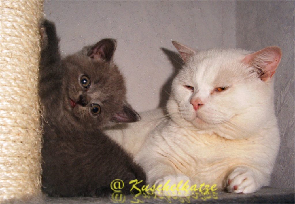 Katzen Rassekatzen Tieranzeigen Seite 118