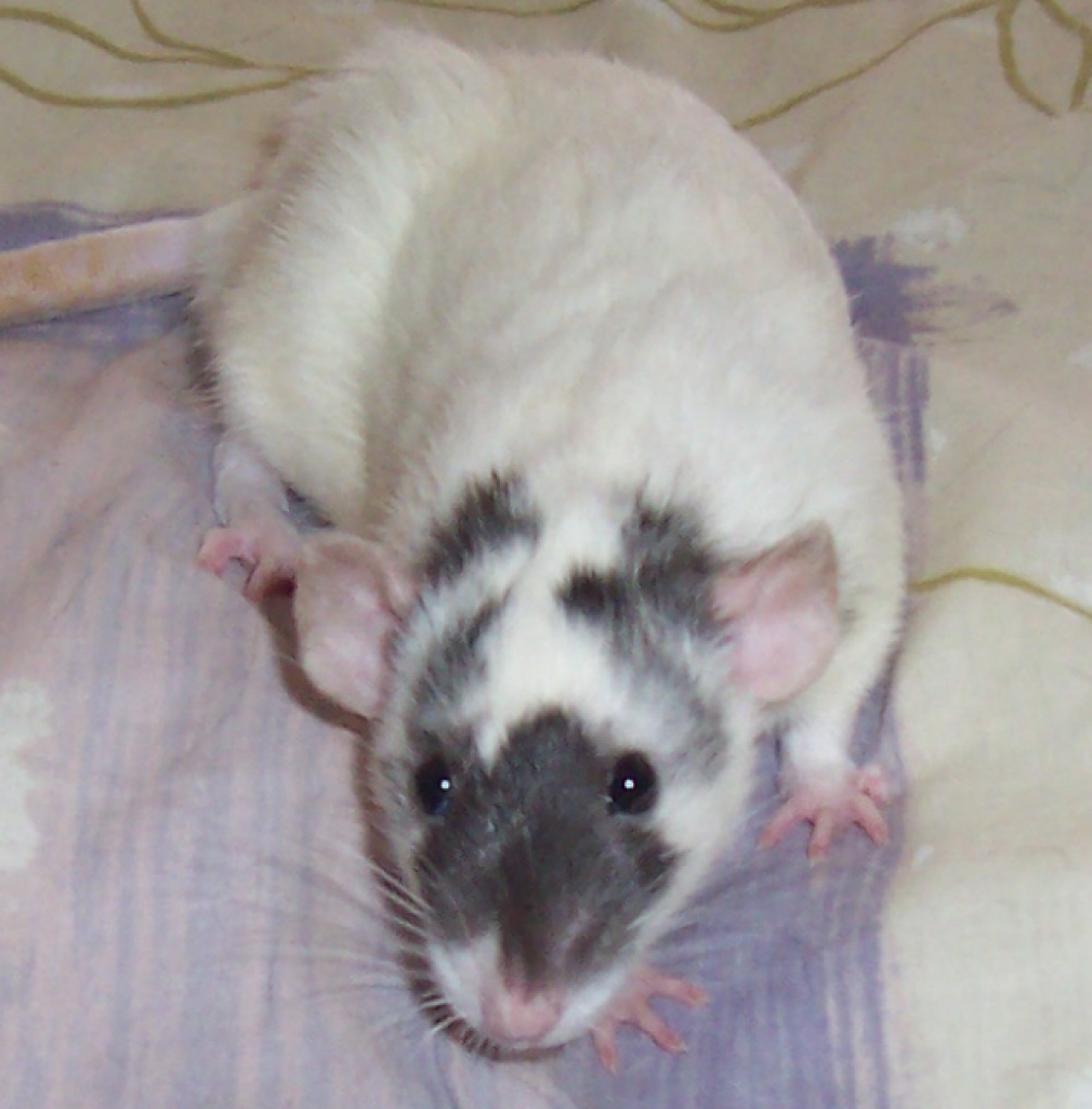 Ich suche nach Husky Ratten - Ratten