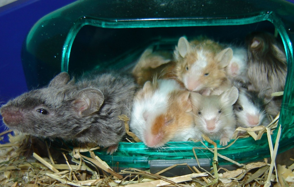 8 Farbmäuse, 4 wochen alt, zu verschenken Mäuse