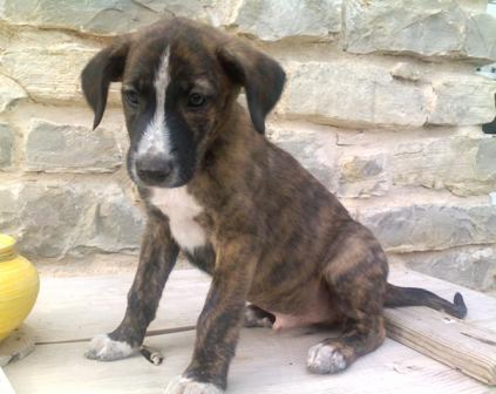 Dringend Flugpate von Alicante nach Frankfurt, Nürnberg oder München ...