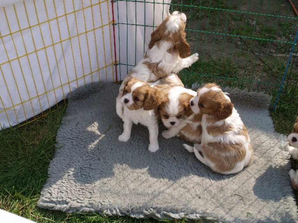 Cavalier Welpen abzugeben - Spaniel