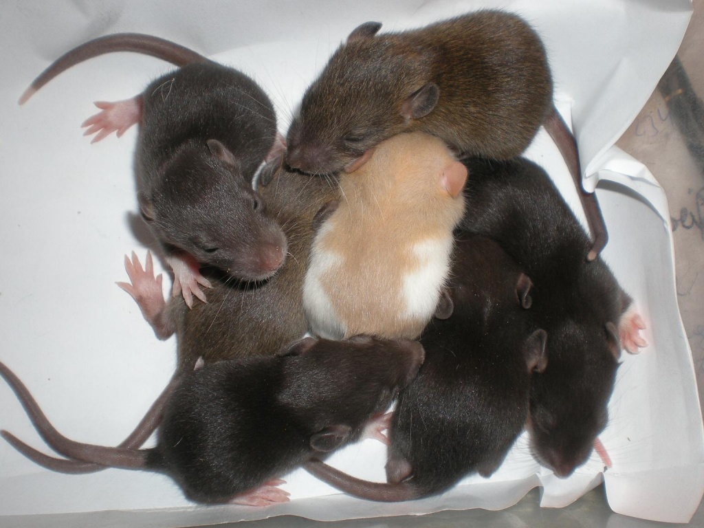 Süße Baby-Fantasy-Ratten