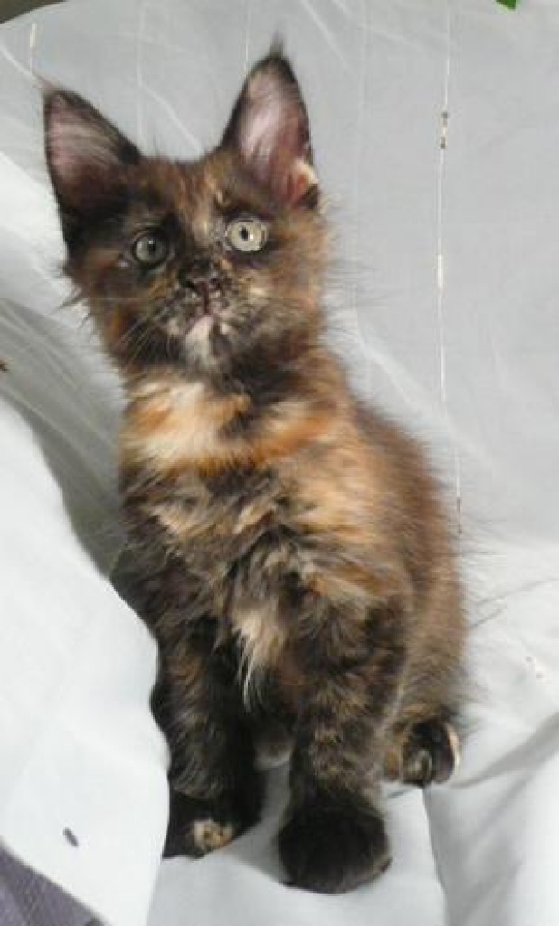 MAINE COON Kitten in black-tortie - Maine Coon
