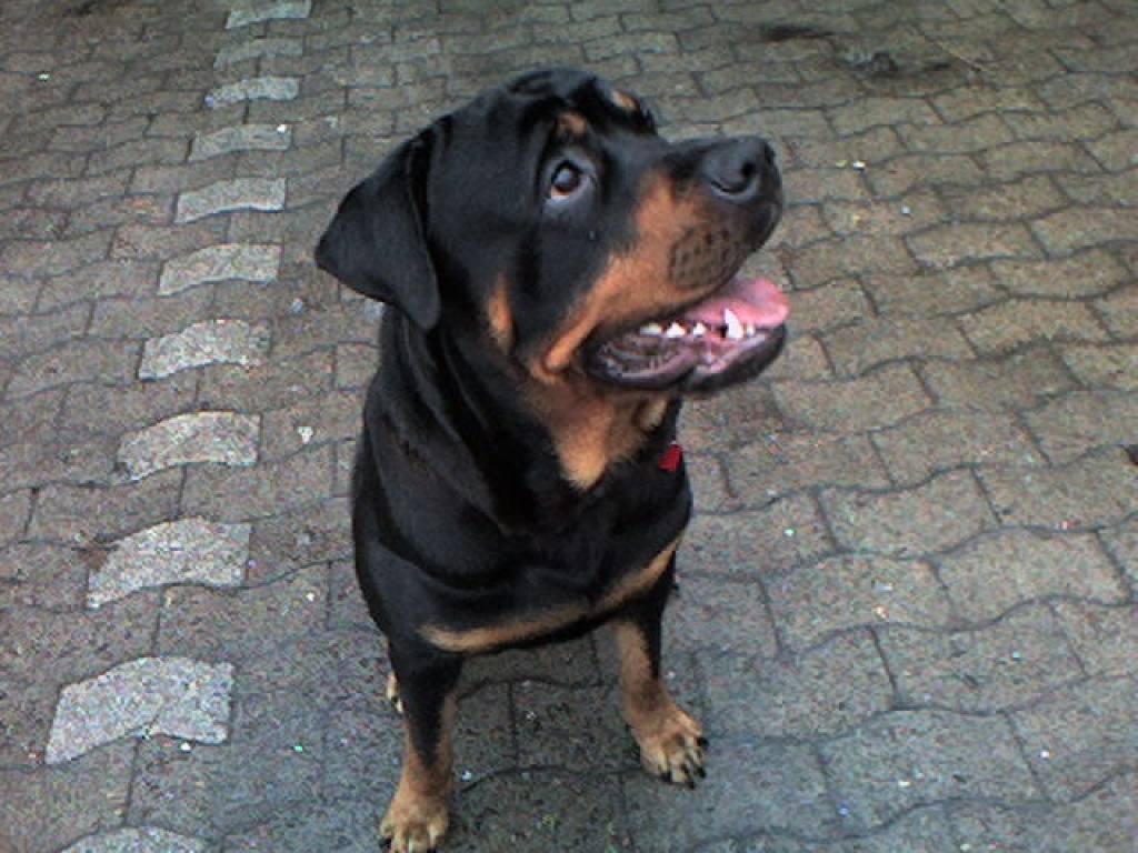 34+ schön Bilder Ab Wann Kann Ein Rüde Decken / Erst Wird Geheiratet Der Deckakt Beim Hund Herzlich Willkommen Bei Den Deutschen Pinschern Vom Konigsherz - Körperliche entwicklung sagt nichts darüber aus, ob ein rüde decken kann (bsp.: