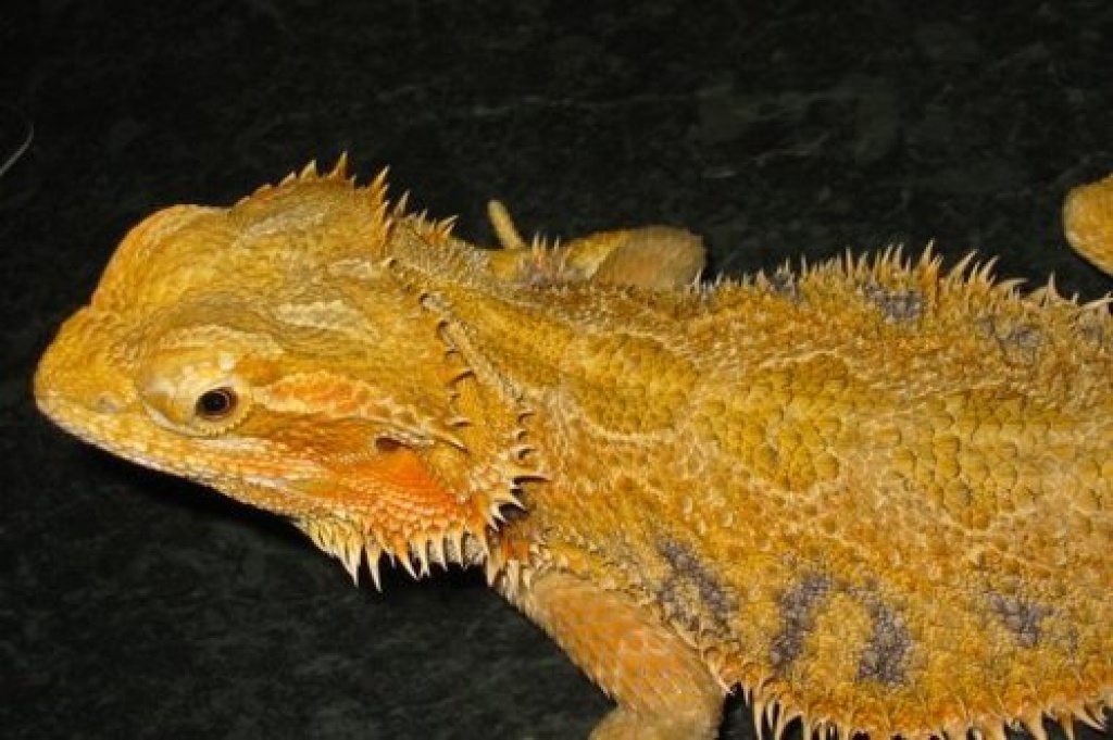 Tieranzeigen Aufgepeppelt Kleinanzeigen - 48776D35594e77f171fb33a79b51D