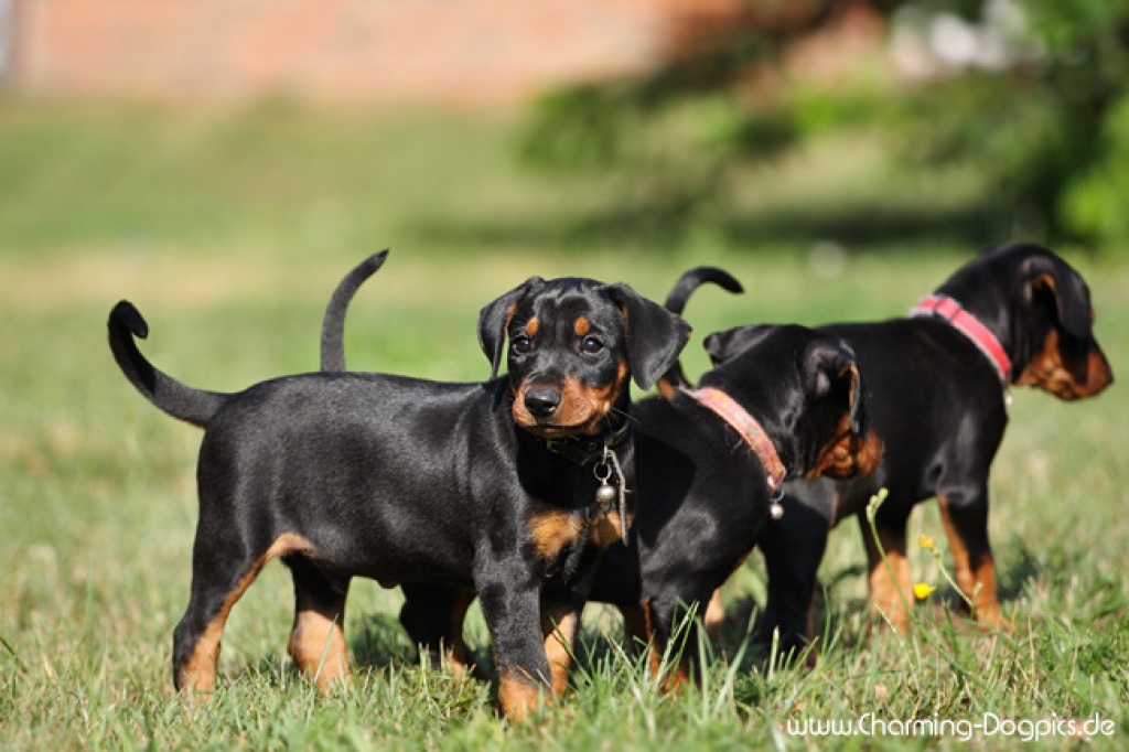 Hunde Rassehunde Pinscher Tieranzeigen Seite 1