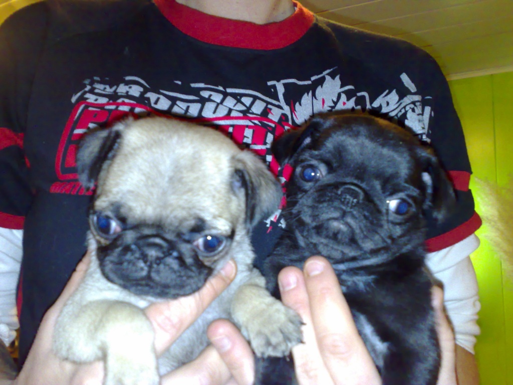 SCHÖNE MOPS WELPEN ZU VERKAUFEN Mops