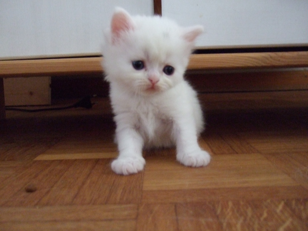 Tieranzeigen Katzenbabys Kleinanzeigen