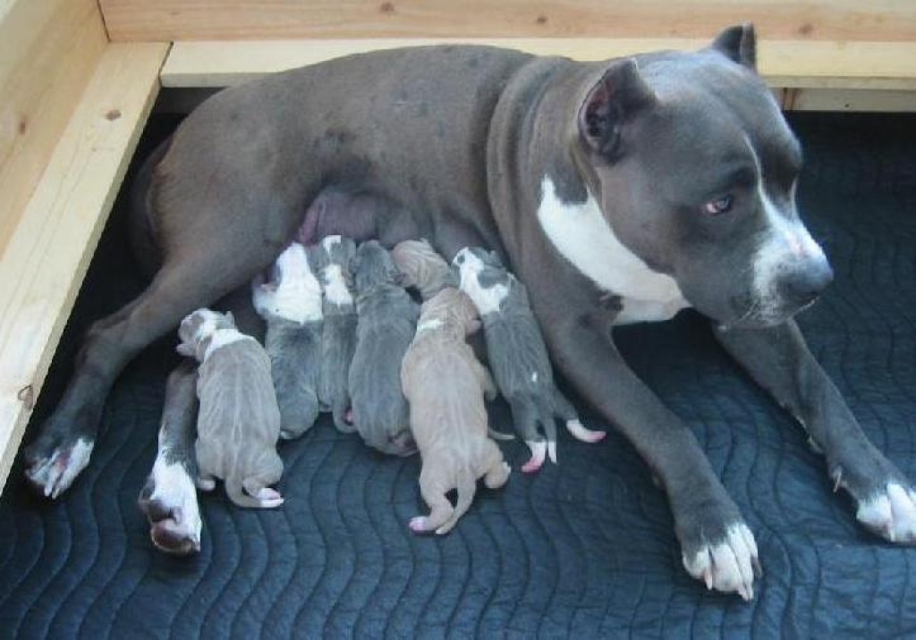 Zu pitbull kaufen welpen Pit Bull