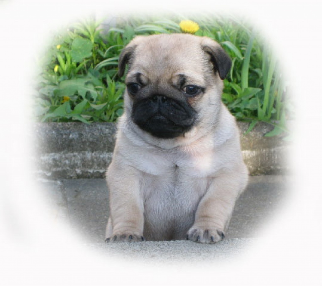 VDH FCI Mopswelpen Mops beige gesund, freiatmend, rassetypisch Mops