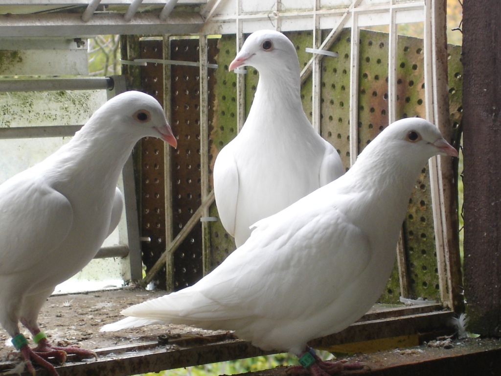 Tieranzeigen Brieftaube Kleinanzeigen