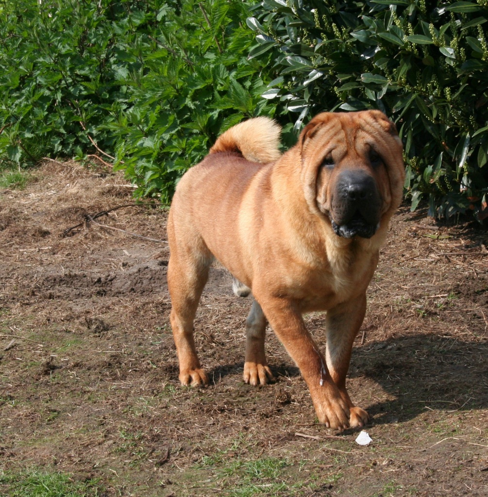 Tieranzeigen Faltenhunde Kleinanzeigen