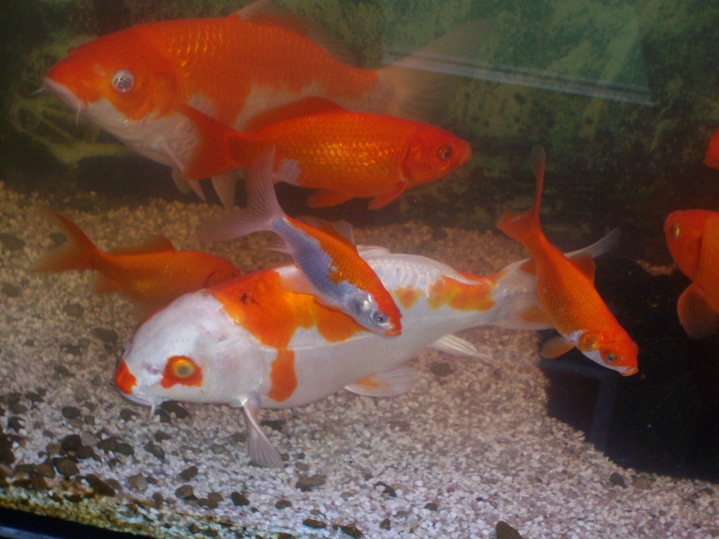 Goldfische Goldfische