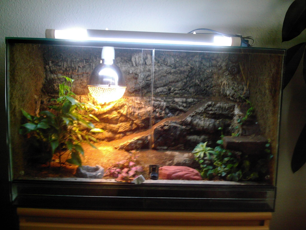 Terrarium 80x40x50 mit Bibrongeckopärchen Geckos