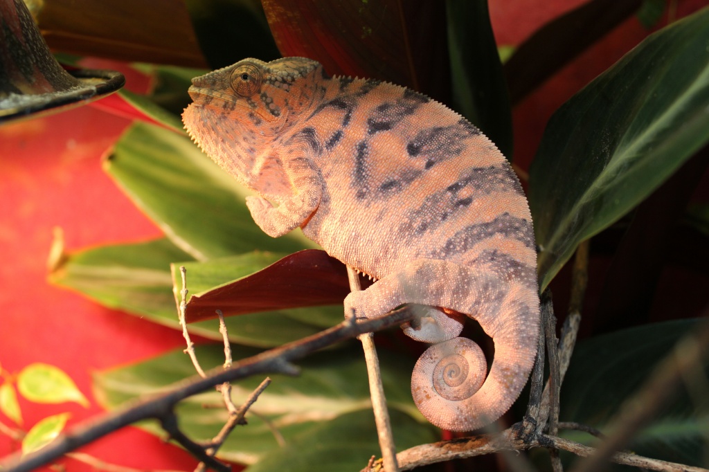 Ein superschönes Nosy Faly weibchen!!!!! - Chamäleon