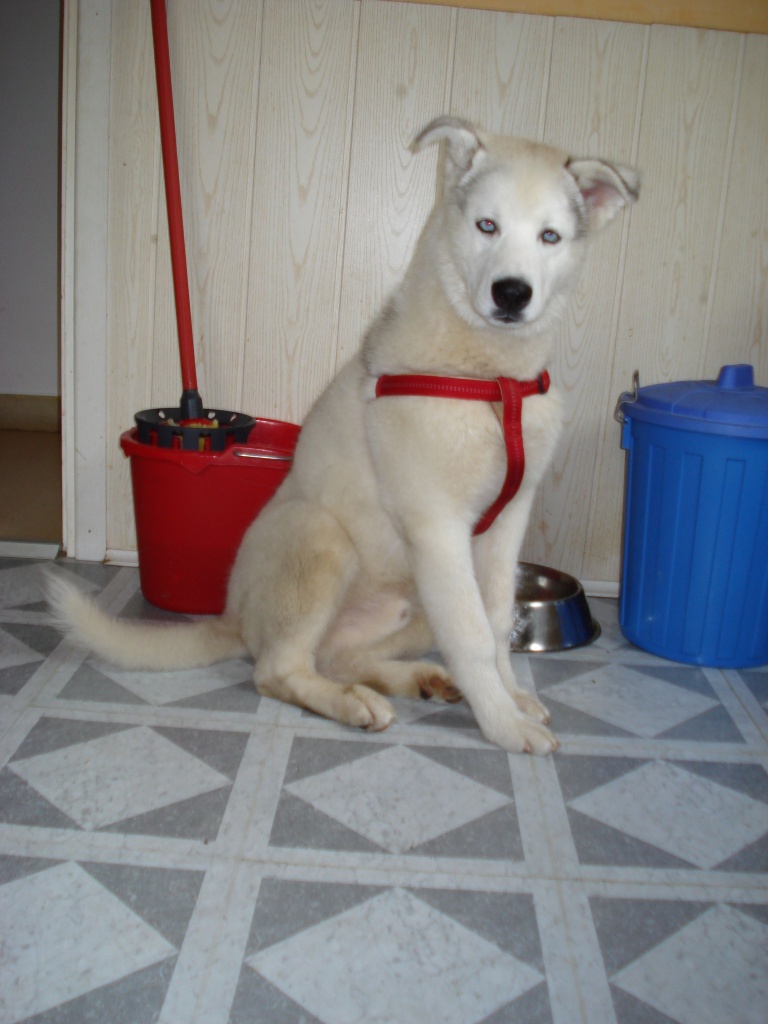 Weißer 6 monatiger Husky-Rüde abzugeben aufgrund von Trennung - Husky