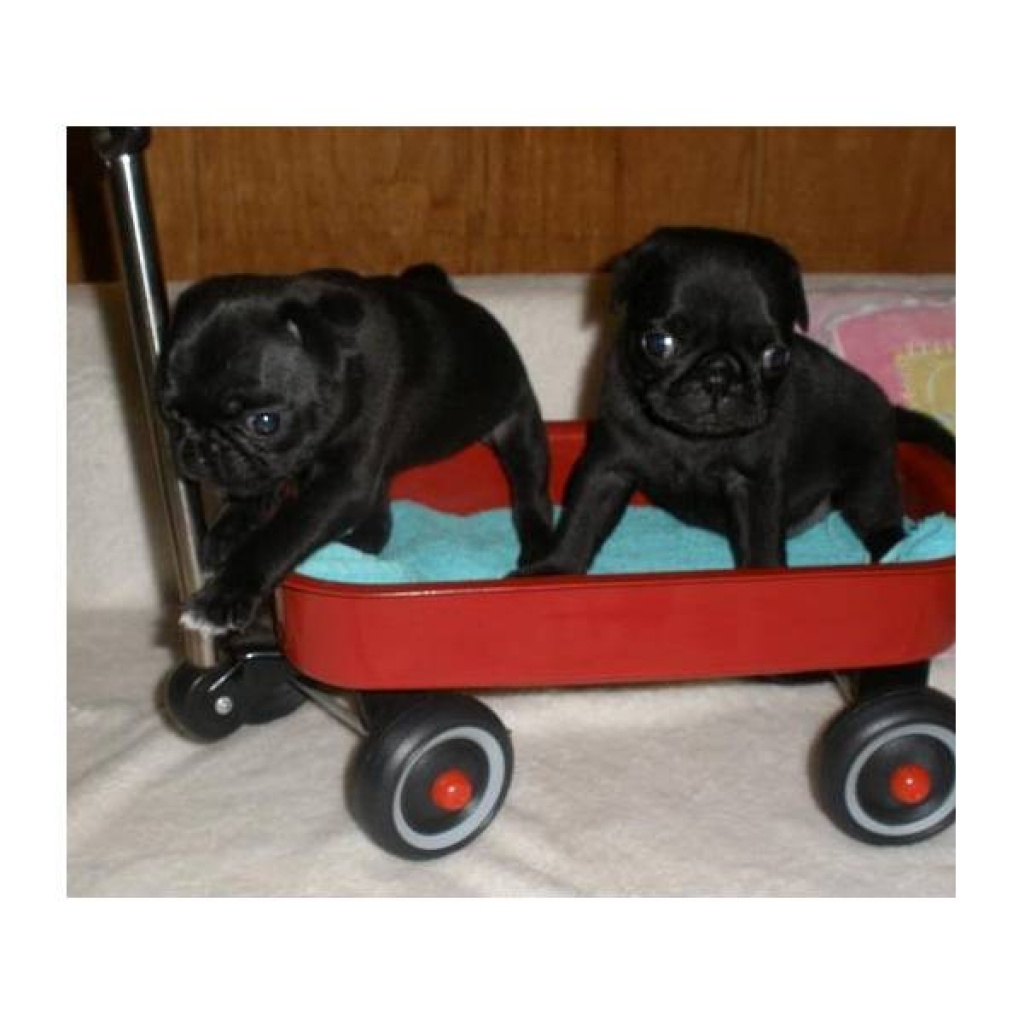 Mops Welpen zu verkaufen. Mops