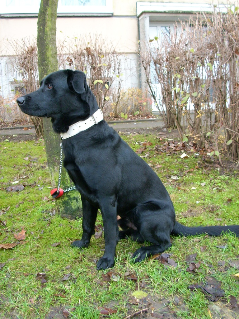 Labrador - Mix zu verkaufen - Mischlinge