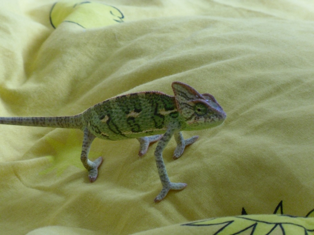 Reptilien Chamaleon Tieranzeigen Seite 4