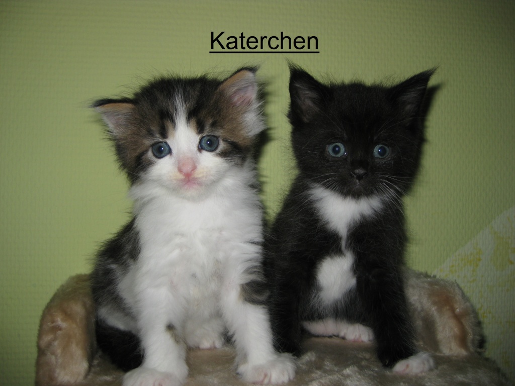 Katzen Mischlinge Tieranzeigen Seite 13