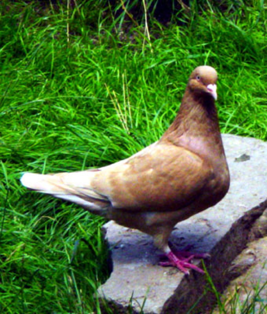 Tieranzeigen Rassetauben Kleinanzeigen