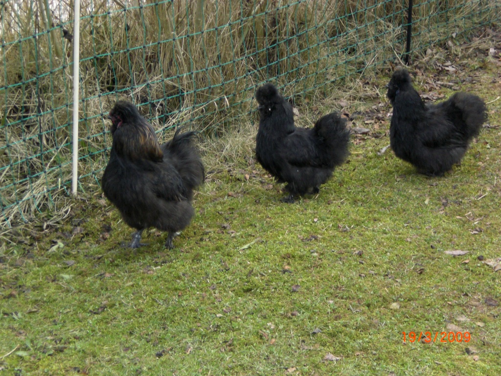 Schwarze Hühnerrasse