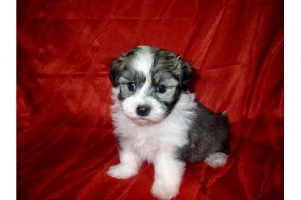 Bolonka Zwetna Welpen m. Papieren Bolonka Zwetna