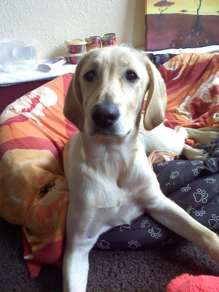 Labrador-Hündin in liebevolles Zuhause abzugeben - Labrador