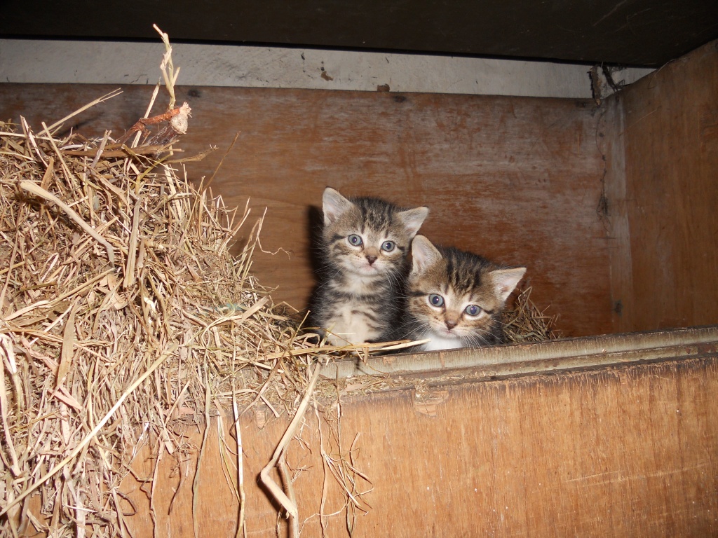 Katzen zu verschenken