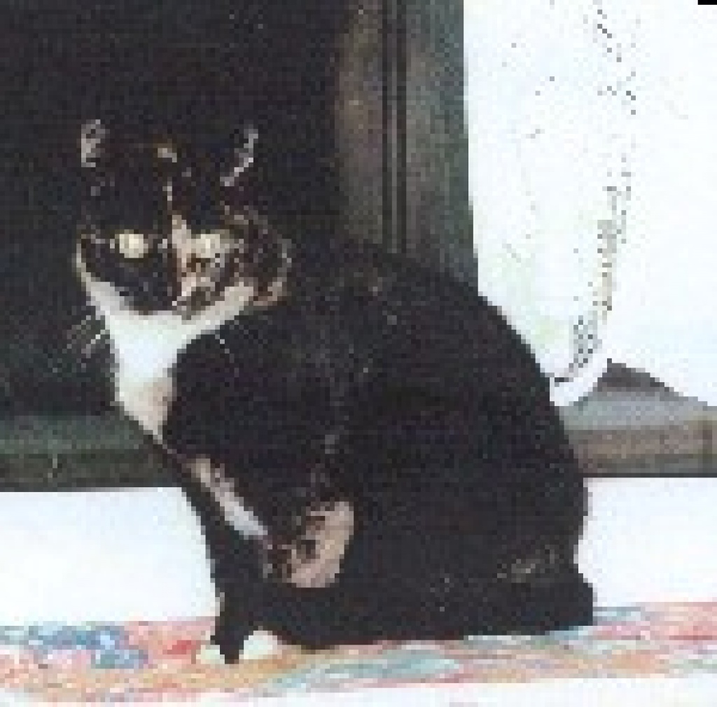 Lisa sucht ein neues Zuhause !!! Mischlinge Lisa sucht ein neues Zuhause !!! Mischlinge