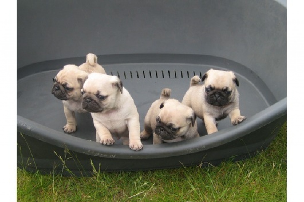 Reinrassige Beige Mops Welpen Mops