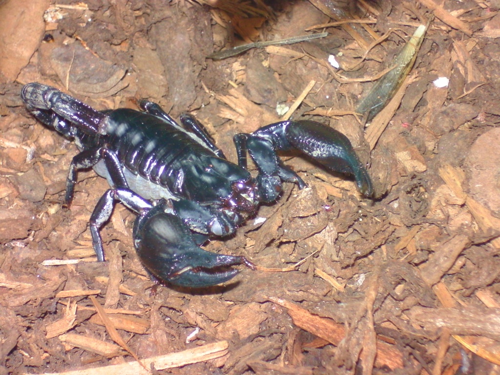 Insekten Skorpion Tieranzeigen Seite 1