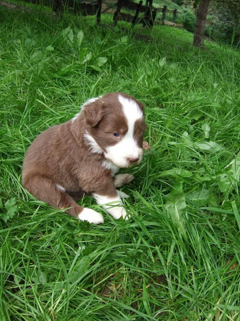 Hunde Rassehunde Collie Tieranzeigen Seite 7