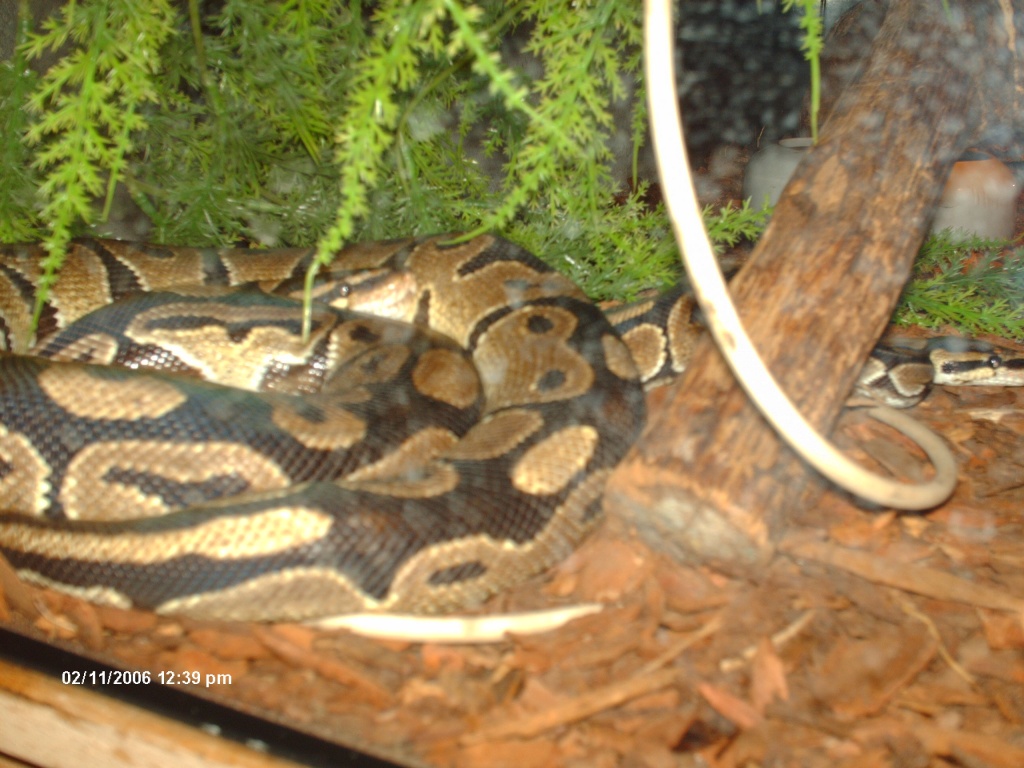 Königspython pärchen inkl. Terraium Python